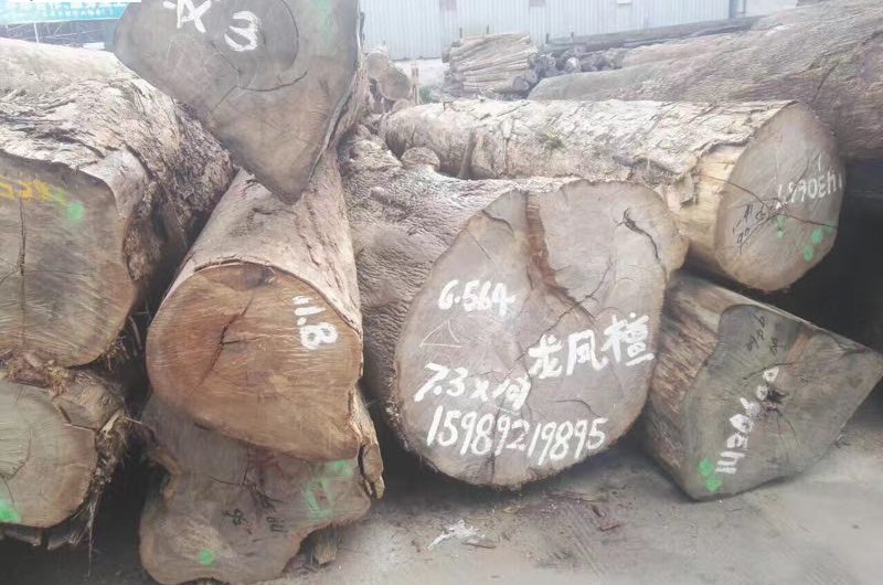 甘蓝豆，黑龙凤檀